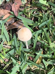 Conocybe