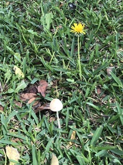 Conocybe
