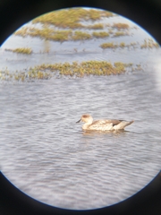 Lophonetta specularioides