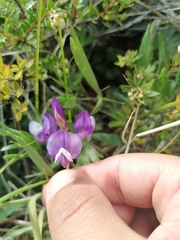 Lathyrus magellanicus