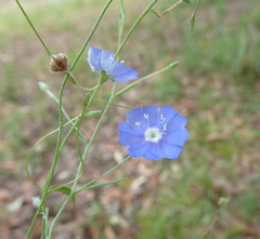 Evolvulus alsinoides decumbens