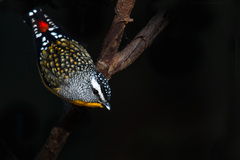Spotted Pardalote photo 6