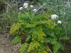 Anisotome lyallii