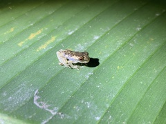 Dendropsophus