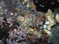 Scorpaenopsis