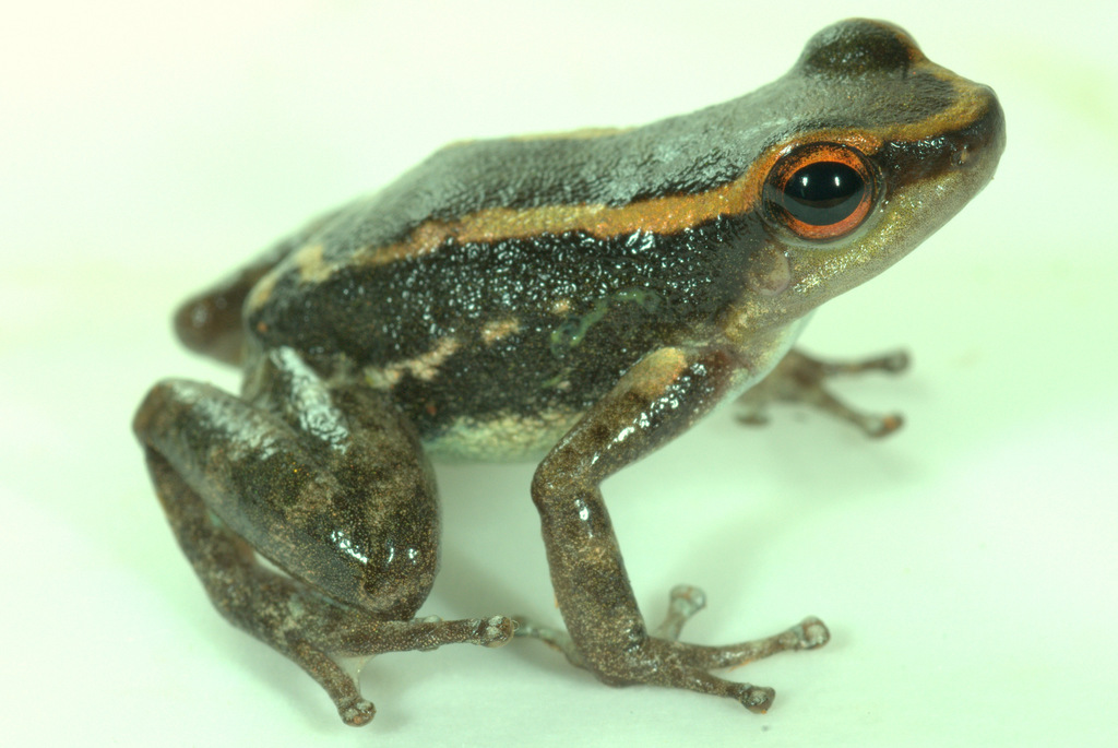 Los Tayos Rocket Frog