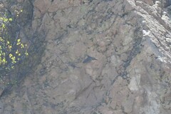 Oreotrochilus estella