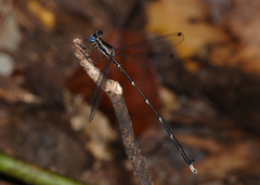 Episynlestes cristatus