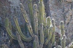 Corryocactus brevistylus