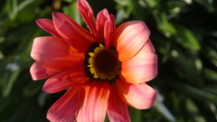 Gazania rigens