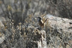 Ochetorhynchus ruficaudus