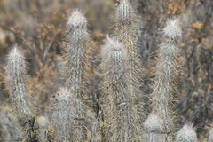 Oreocereus leucotrichus