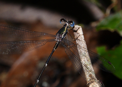 Episynlestes cristatus