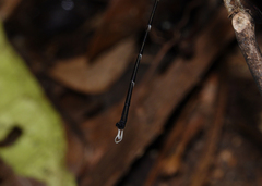 Episynlestes cristatus