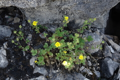 Potentilla asperrima
