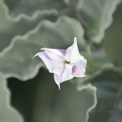 Datura