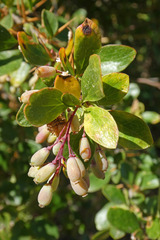 Berberis vulgaris seroi