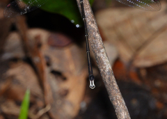 Episynlestes cristatus