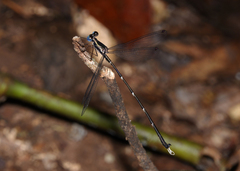 Episynlestes cristatus