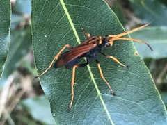 Cryptocheilus australis