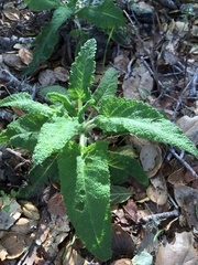 Salvia spathacea