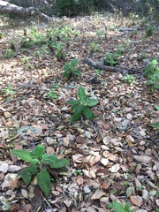 Salvia spathacea