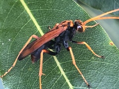 Cryptocheilus australis