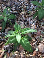 Salvia spathacea