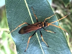 Cryptocheilus australis