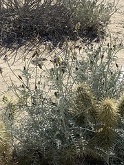 Astragalus magdalenae