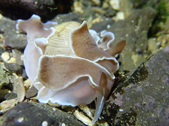 Hydatina zonata