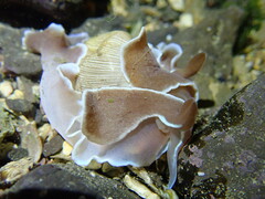Hydatina zonata