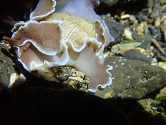 Hydatina zonata