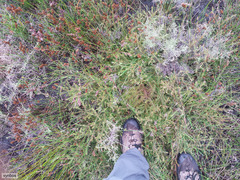 Diastella proteoides