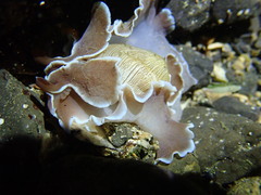 Hydatina zonata