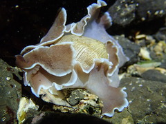Hydatina zonata
