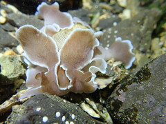 Hydatina zonata