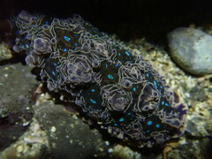 Dendrodoris krusensternii
