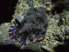 Dendrodoris krusensternii