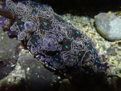 Dendrodoris krusensternii