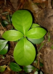 Cyclophyllum coprosmoides
