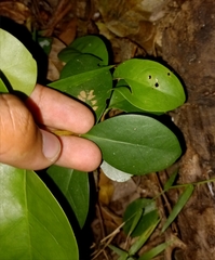 Cyclophyllum coprosmoides