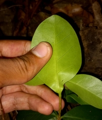 Cyclophyllum coprosmoides