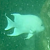 Microspathodon dorsalis