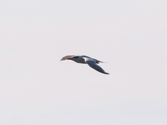 Thalasseus maximus
