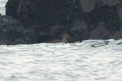 Somateria spectabilis