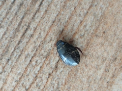 Thermonectus