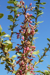 Berberis vulgaris seroi