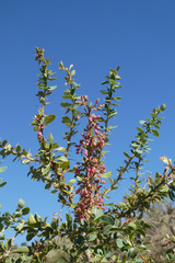 Berberis vulgaris seroi