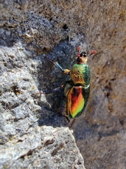Lamprima aurata